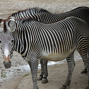 Grevy zebras