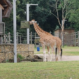 African plain : Giraffes