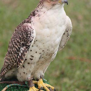 Park birds on display at Driffield Show, 16th July 2014