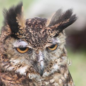 Park birds on display at Driffield Show, 16th July 2014