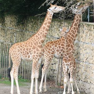 Giraffes