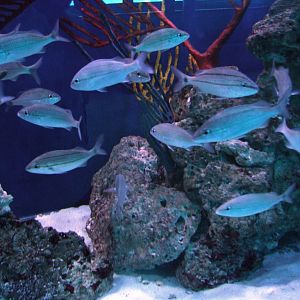 Grey Snappers at Miami Seaquarium, 16/10/13