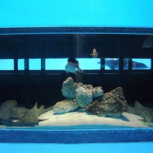 Shark Tank at Miami Seaquarium, 16/10/13