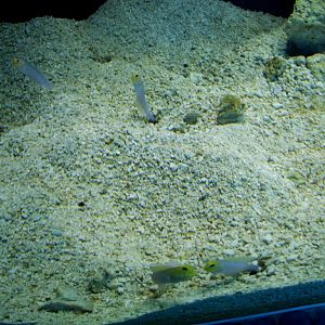 Yellowhead Jawfish at Miami Seaquarium, 16/10/13