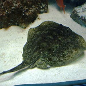 Yellow Stingray at Miami Seaquarium, 16/10/13