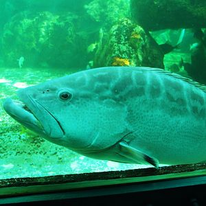 Grouper at Miami Seaquarium, 16/10/13
