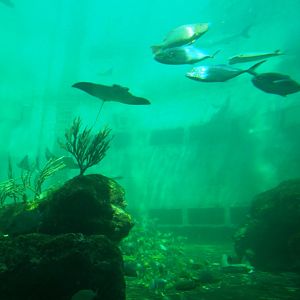 Tropical Tank at Miami Seaquarium, 16/10/13