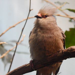 Jul. 2014 - Wings of the World - Blue-naped Mousebird