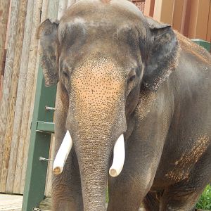 Jul. 2014 - Elephant Reserve - Sumatran Elephant - Sabu