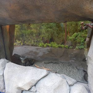 Jul. 2014 - Africa - Phase IV (New 2014!) - Bat-eared Fox Indoor Exhibit