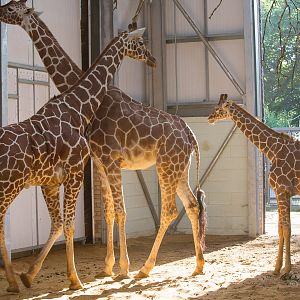 Reticulated giraffes (Bashu, Savannah, Willow) : Whipsnade : 19 Jul 2014