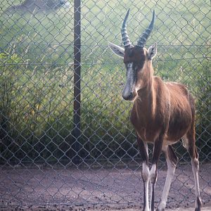 Blesbok : Whipsnade : 19 Jul 2014