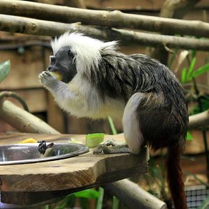 Cotton Top Tamarin
