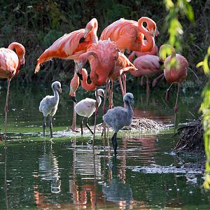 American flamingos (chicks, egg) : Whipsnade : 19 Jul 2014