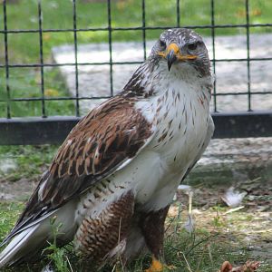 Ferruginous hawk