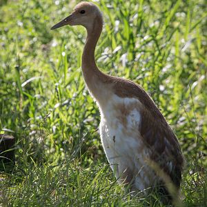 Manchurian / Red-crowned crane : Whipsnade : 18 Jul 2014