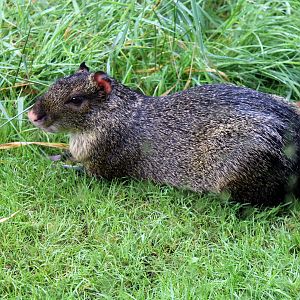Azara's Agouti
