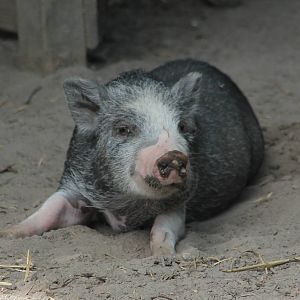 Young pig