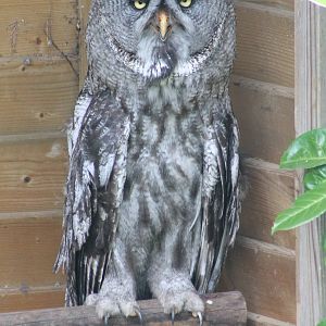 Great grey owl