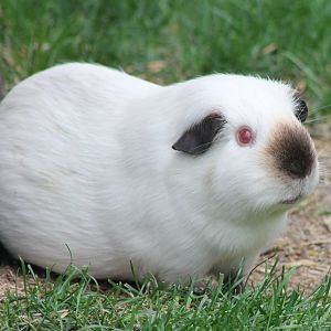 Guinea pig