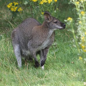 Bennet wallaby