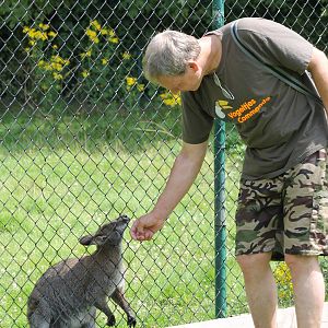 Vogelcommando with wallaby