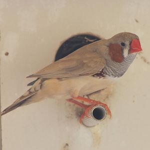 Zebra finch