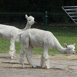 Alpacas
