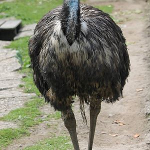 Emu
