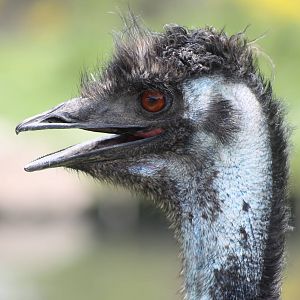 Emu