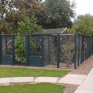 Raccoon dog enclosure