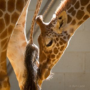 Reticulated giraffe (Willow) : Whipsnade : 19 Jul 2014