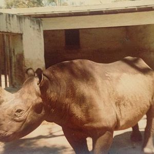 Black Rhino - early 1980s