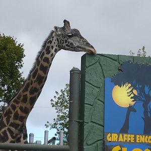 Massi Giraffe