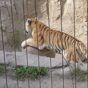 Tiger Playing