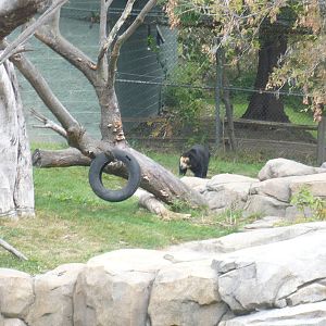 Andean Bear & Exhibit