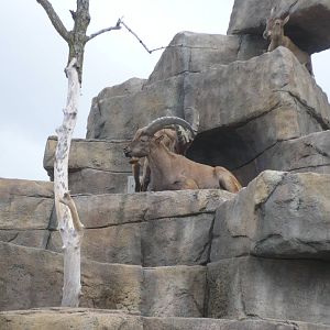 West Caucasian Tur Mountain