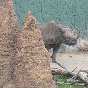Black Rhino with Termite Mound