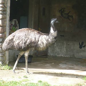 Emu