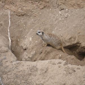 Meerkat
