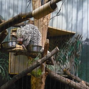 Prehensile-tailed Porcupine (2009)