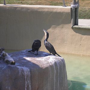 White-beasted Cormorant