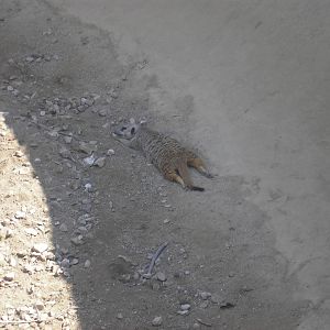 Meerkat Resting in the Shade