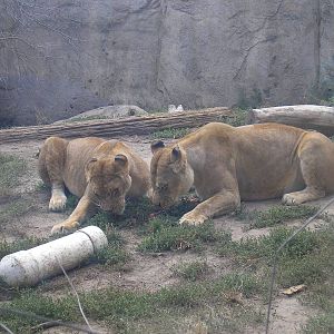 Lionesses
