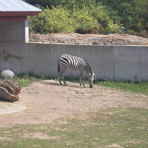 Zebra