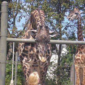 Giraffe Feeding
