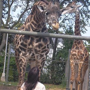 Giraffe Feeding