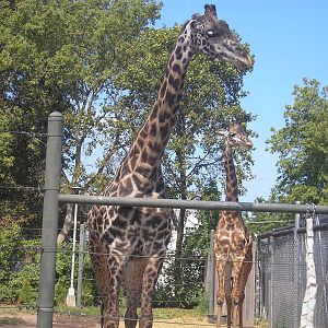 Bo and Mac the Giraffes