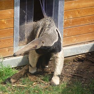 Anteater