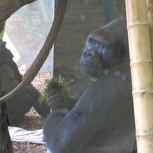 Regenstein Center for African Apes- Gorilla